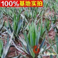 剑麻 又名丝兰（凤尾兰） 抗污染