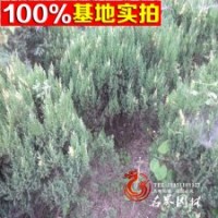绿化用苗 灌木类【花柏球】花柏苗