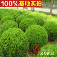 基地直销绿化工程苗 小叶黄杨球 小叶黄杨