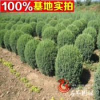 供应常绿苗木 刺柏 刺柏球 物美价廉