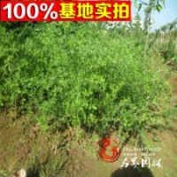 雀梅 盆栽植物 黄金雀 数量大