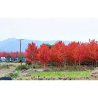 美国红枫-十月光辉