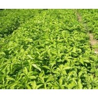 刺五加苗，刺五加苗基地，短梗刺五加种苗、刺五加苗价格