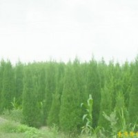 沭阳亚泰园林长期供应苗木