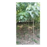 出售原生楸树，养冠楸树，楸树苗