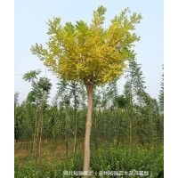 本公司常年大量供应各类苗木花卉，品质优，价格低