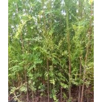 出售大量红豆杉，各种规格均有