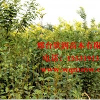 欣润苗木大量供应高杆女贞 高2米