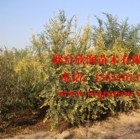 欣润苗木大量供应金叶榆胸径 6公分