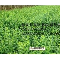 山东泰安扶芳藤批发价格