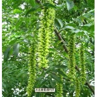 山东泰安枫杨树批发价格