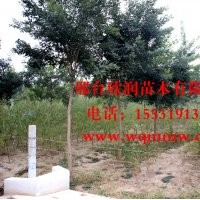 河北邢台欣润苗木大量供应国槐 9公分