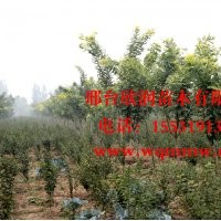 河北邢台欣润苗木大量供应金枝槐胸径 4公分