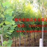 河北邢台欣润苗木大量供应白蜡 7公分