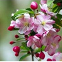 山西红宝石海棠苗，西府海棠苗批发