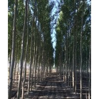 大量出售银中杨