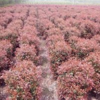 苗木供应:红叶石楠，地柏，龙柏，蜀桧