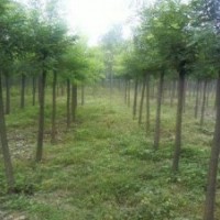 供应刺槐 牛筋树价格