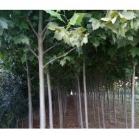 苗农出售法桐、国槐、百日红低价就卖