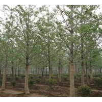 银杏苗圃大量销售银杏树，量大优惠