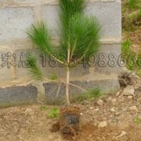 黑松繁育基地供应侧柏