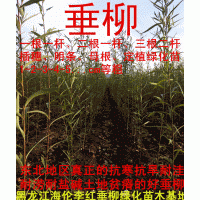 出售黑龙江垂柳插穗一二三年定植苗18745517183