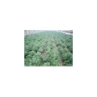 山西白皮松、华山松 云杉  大量出售