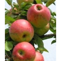 3-10公分苹果树杏树梨树桃树