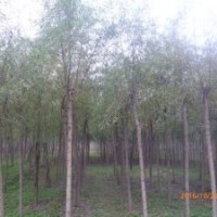 7公分柳树价格