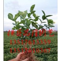 供应白色双瓣茉莉花苗 茉莉花小苗