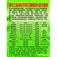 出售柳树树苗树穗母根