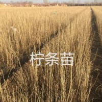 长期供应柠条苗