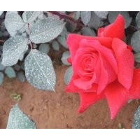 大量出售自家五十万大花月季，丰花月季 价格低 质量高