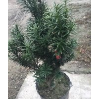 曼地亚红豆杉杯苗