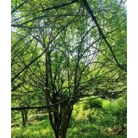 长期大量供应各种规格山茱萸