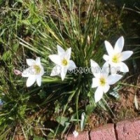 葱兰多少钱一棵