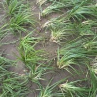 日本矮麦冬多少钱能买到