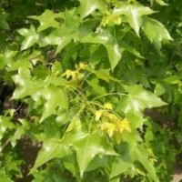 供应元宝枫种苗