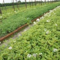 八仙花与木绣球是一种花吗？