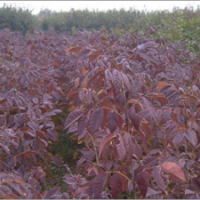 供应美国大红叶白蜡品种齐全