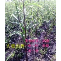 垂柳插穗一二三年垂柳绿化苗黑龙江18745517183李红