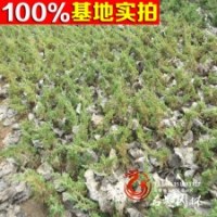 大量供应 地柏 铺地柏又名爬地柏