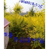 山东矮杆金叶榆基地