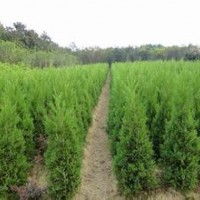 供应大量雪松苗子