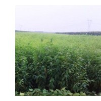 山桃稠李苗，山桃稠李小苗，山桃稠李树苗，山桃稠李苗基地，价格