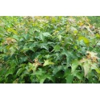 五角枫树苗，五角枫苗，五角枫苗价格，五角枫苗基地