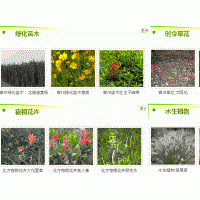 青州绿化苗木价格