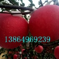 矮化苹果苗，m26矮化苗，m9t337自根砧繁育技术