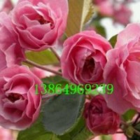 供山东白兰地海棠，白兰地海棠接穗，白兰地海棠接穗哪里有