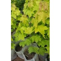 供应黄金枫.小苗.嫁接.营养袋苗